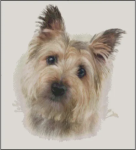 (image for) Cairn Terrier